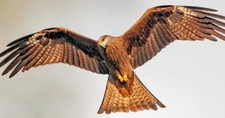 चील / बाज (Kite/Eagle)