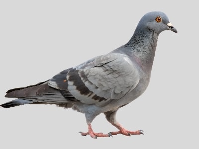 कबूतर (Pigeon)