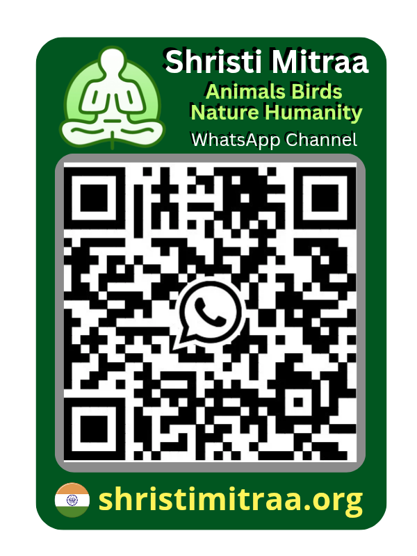 WhatsApp Channel QR