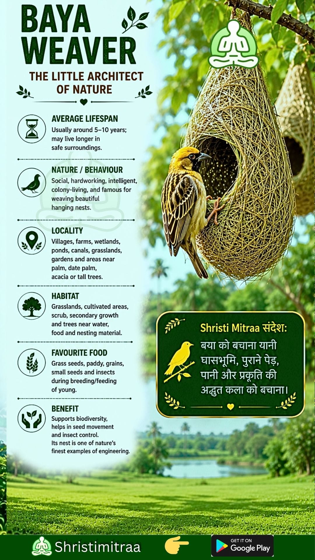 Baya Weaver