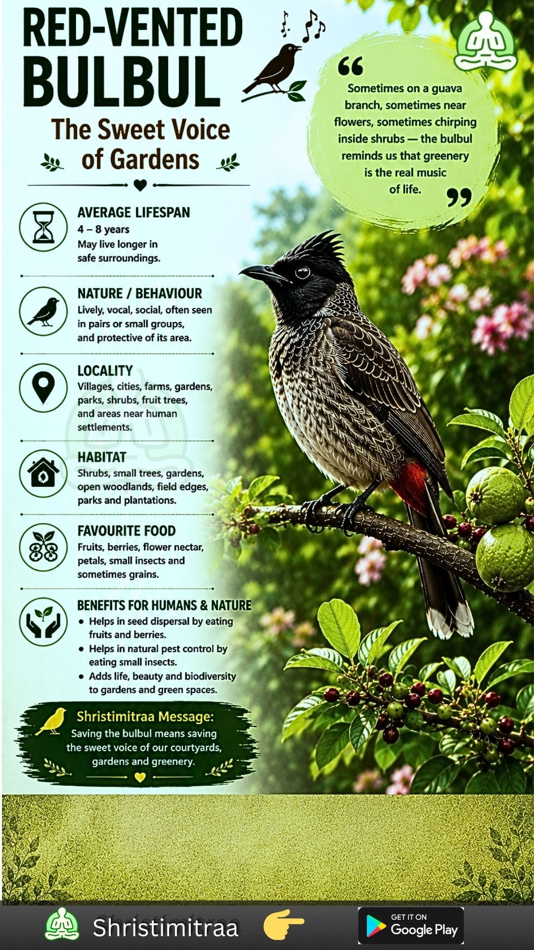 Bulbul