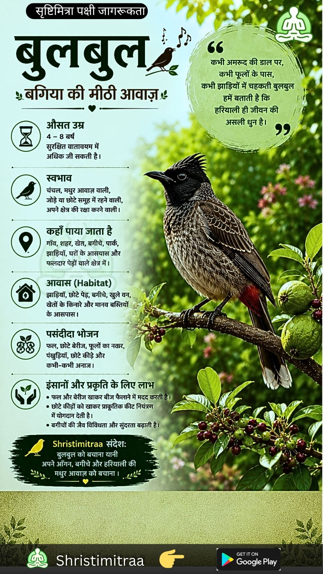 बुलबुल