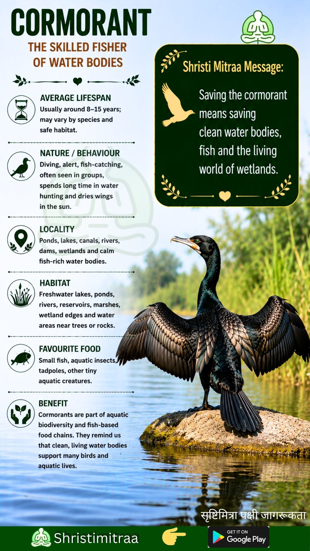 cormorant