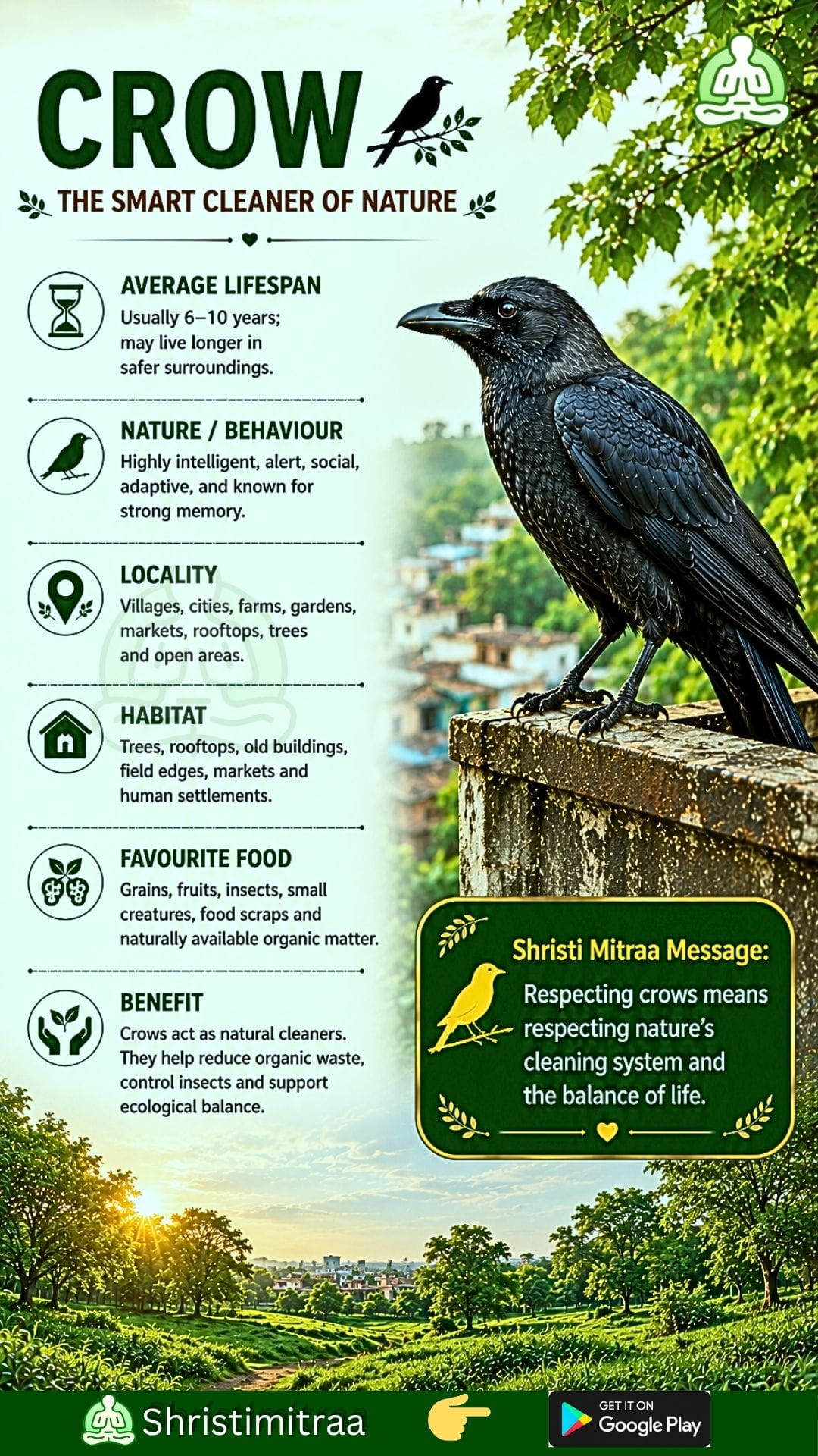 Crow