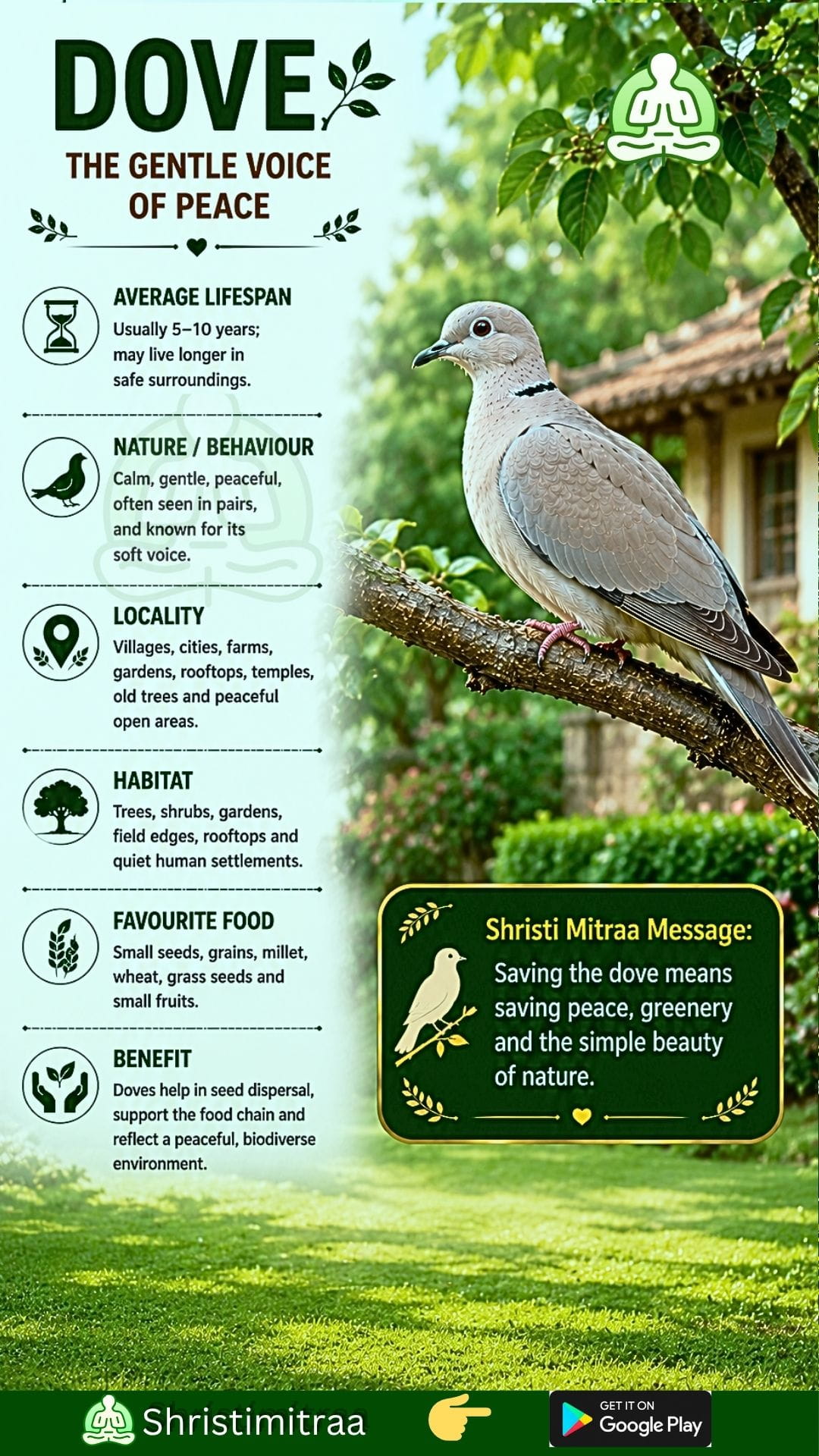 Dove