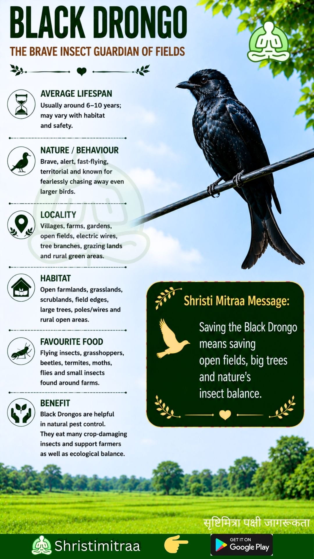 Drongo