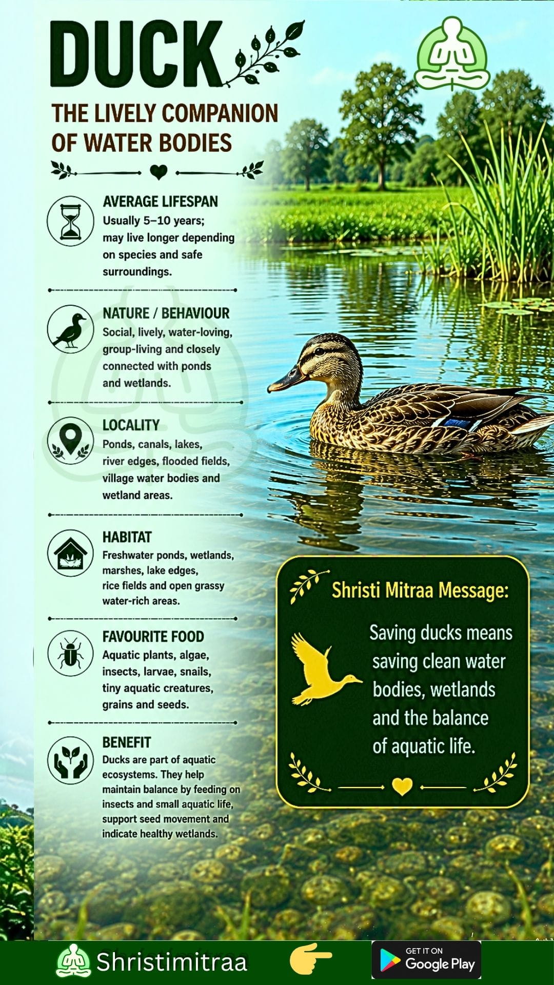 Duck