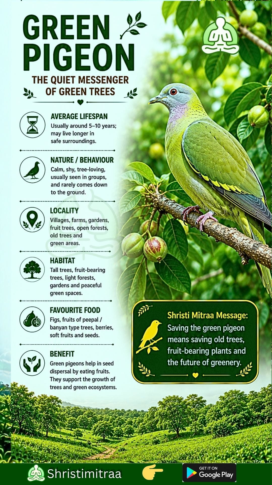 Green Pigeon