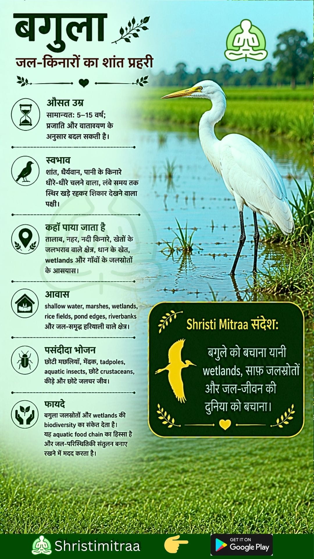 बगुला