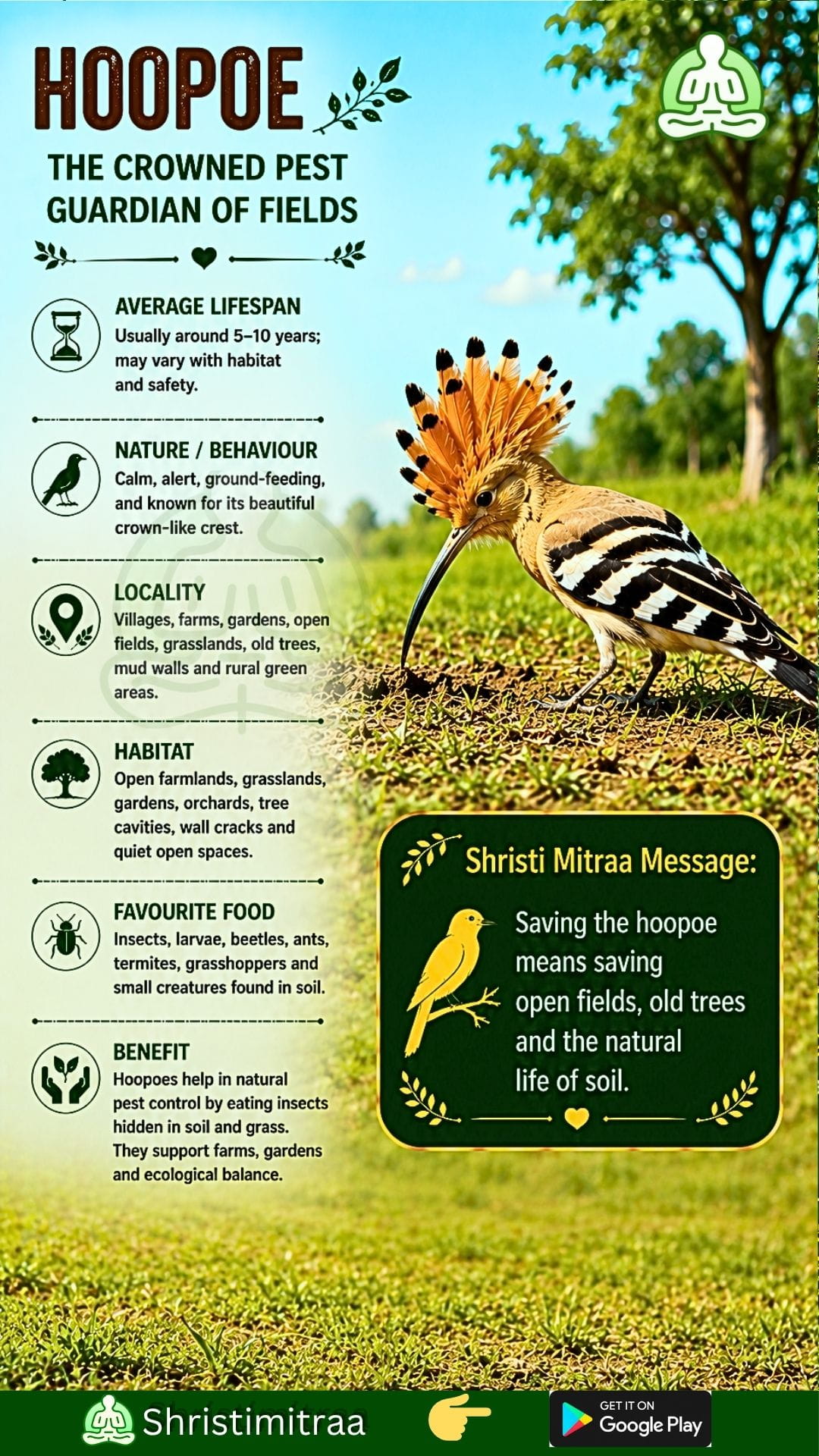 Hoopoe