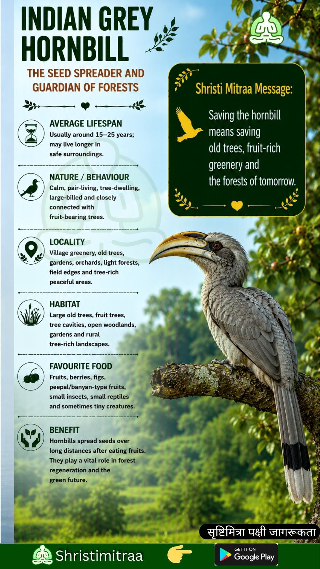 Indian Grey Hornbill