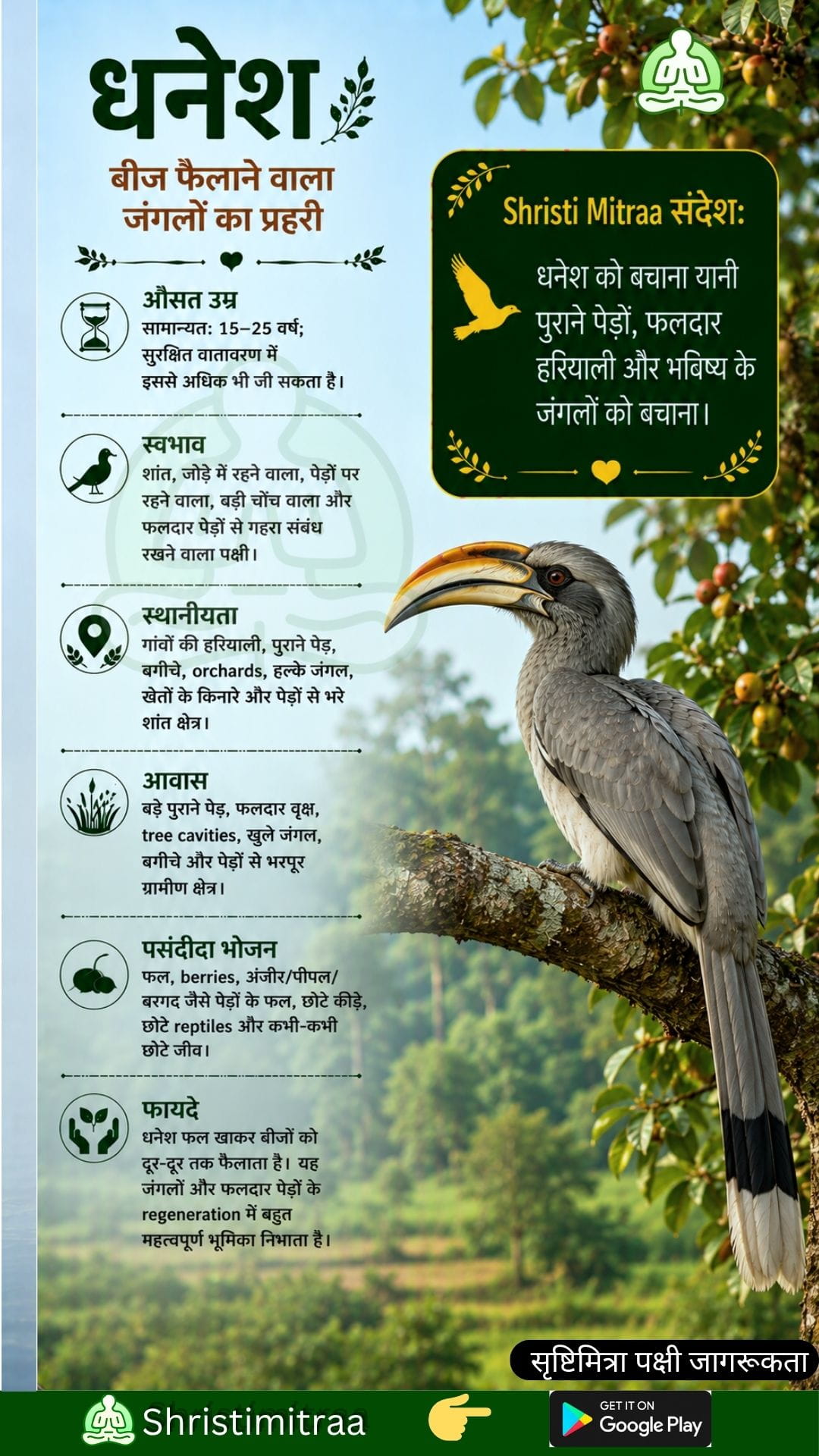भारतीय धूसर हॉर्नबिल