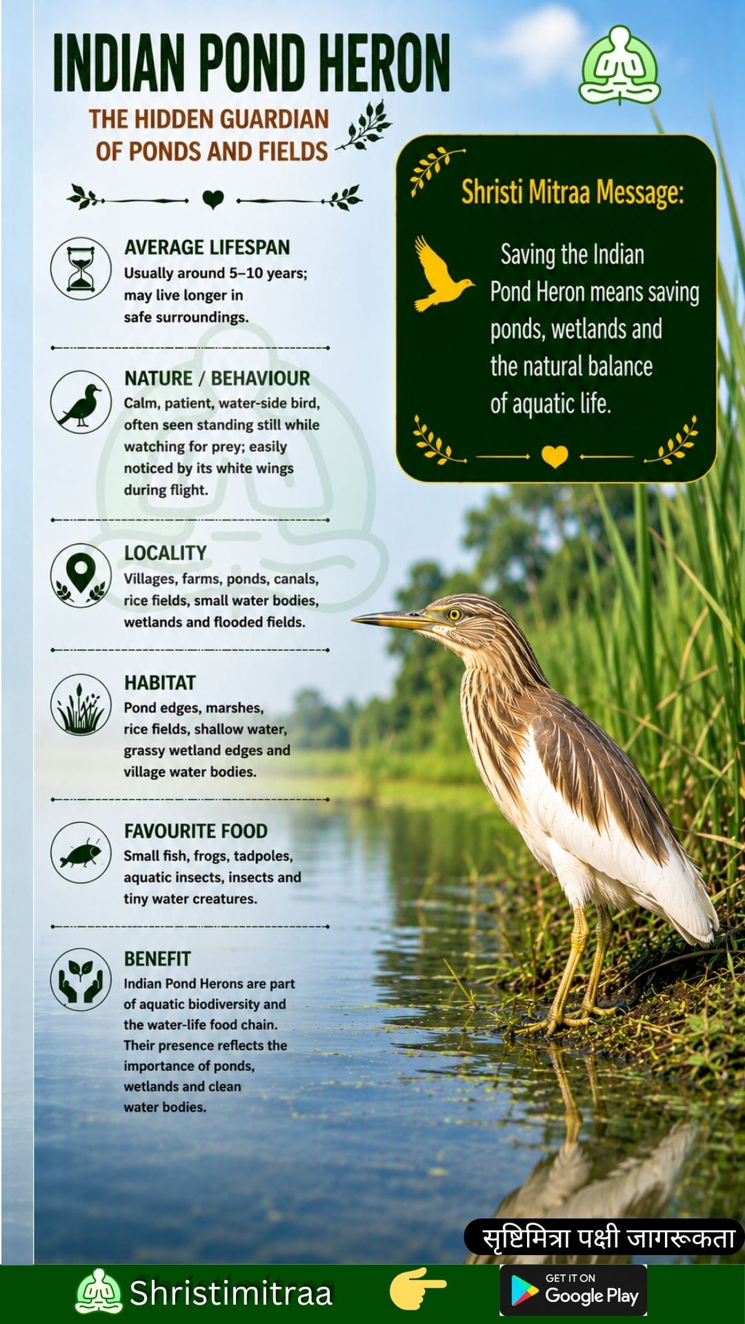Indian Pond Heron