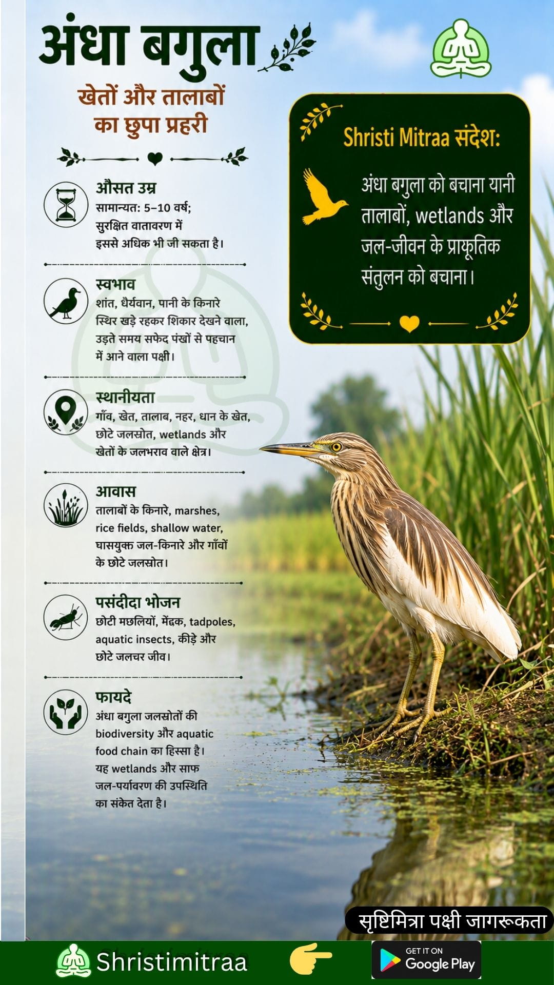भारतीय तालाब बगुला