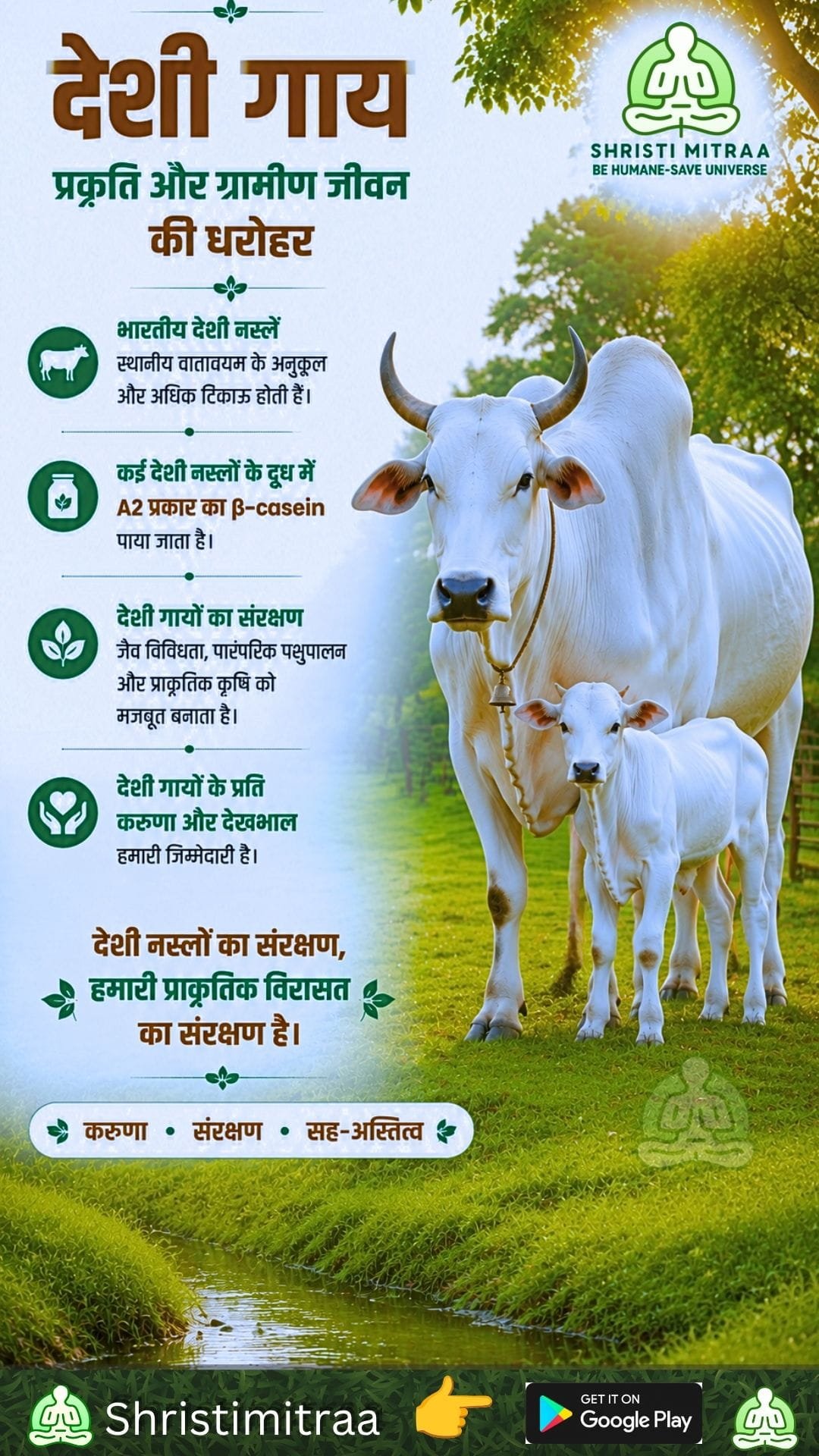देशी गाय – प्रकृति और ग्रामीण जीवन की धरोहर