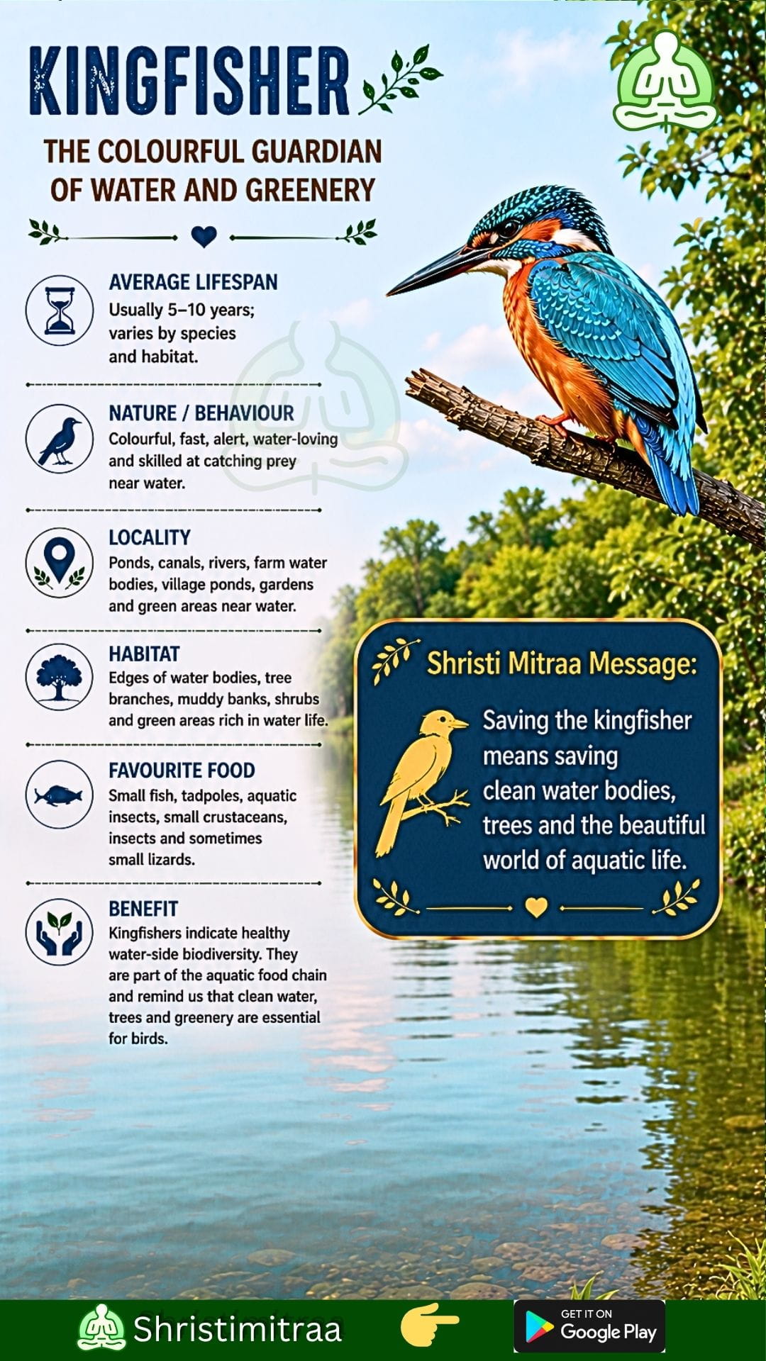 Kingfisher