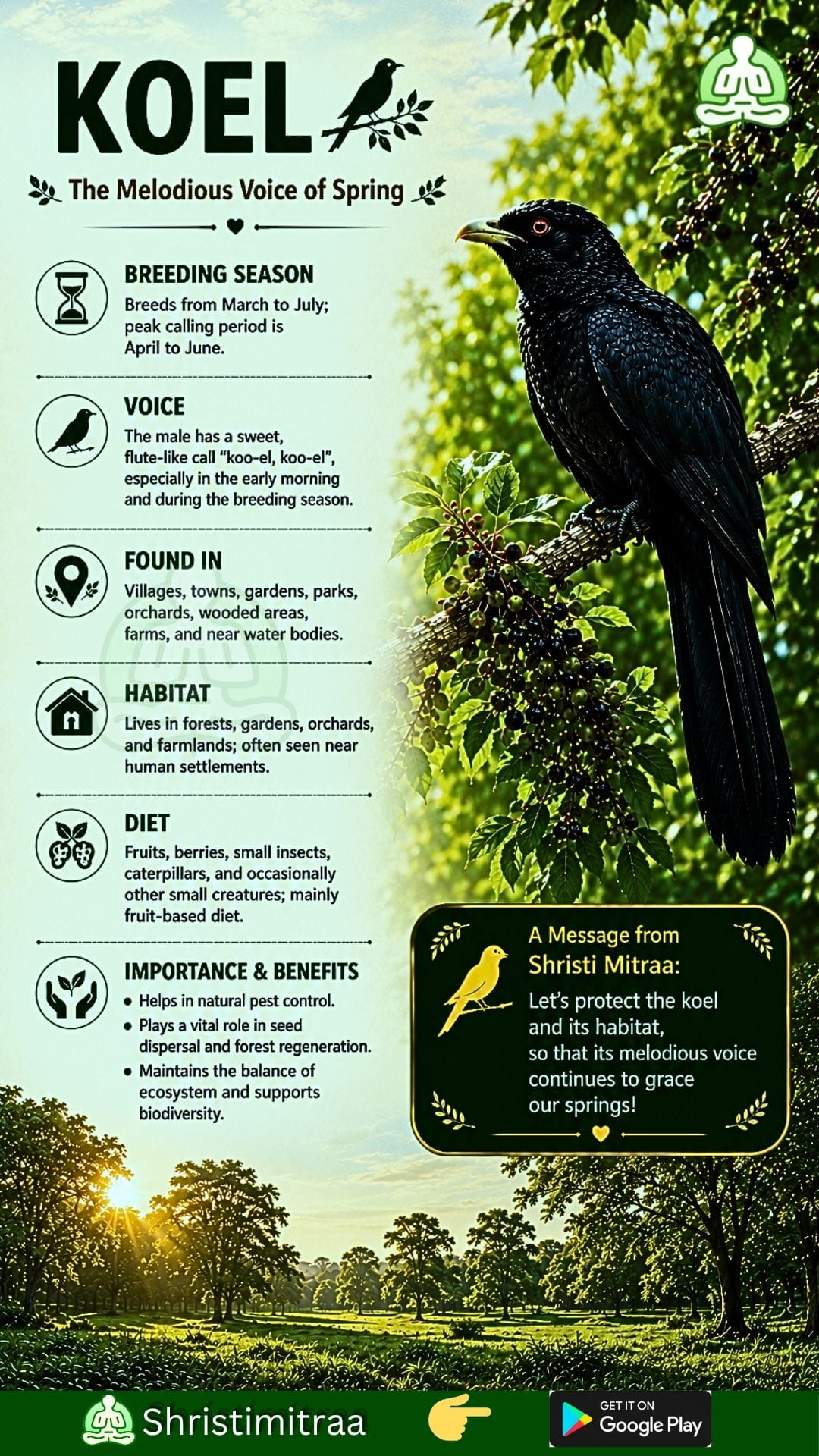 Koel