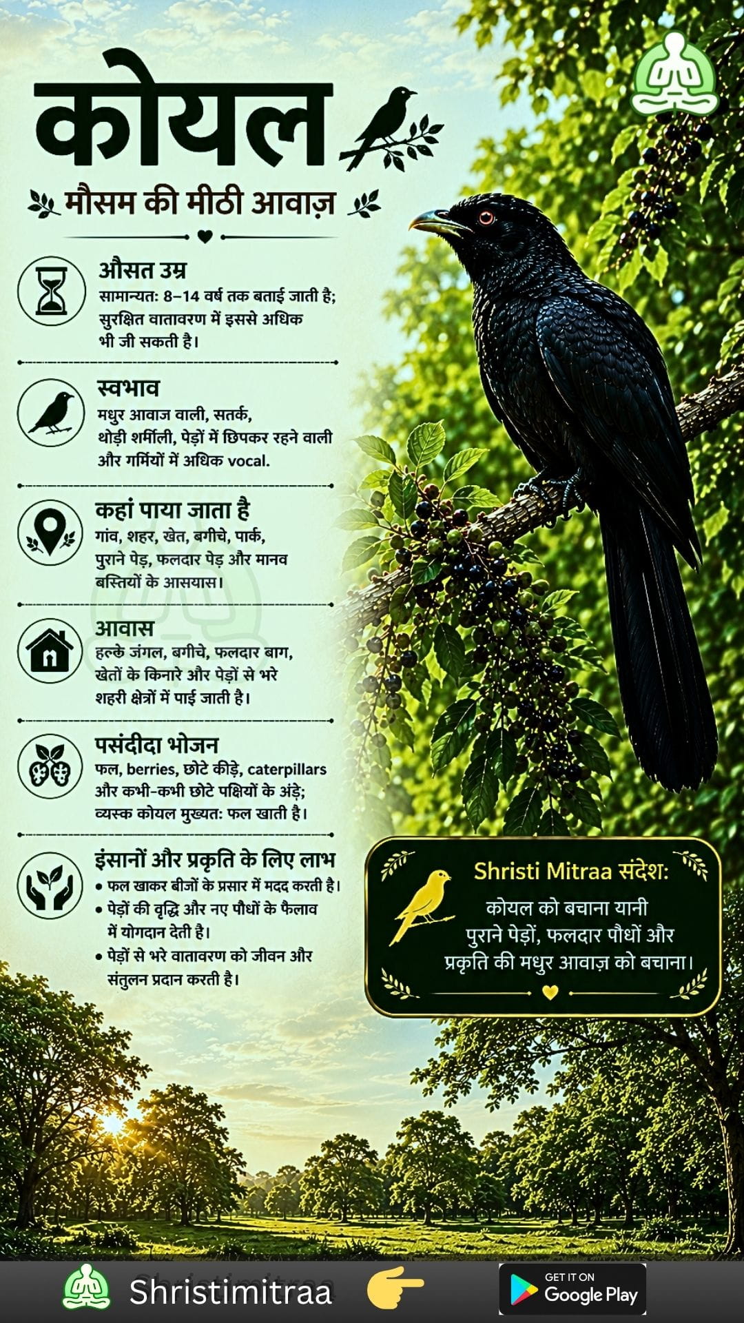 कोयल