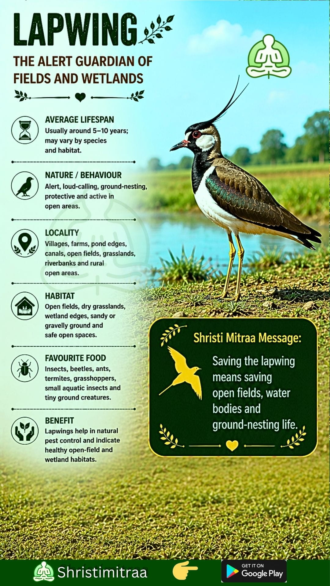 Lapwing
