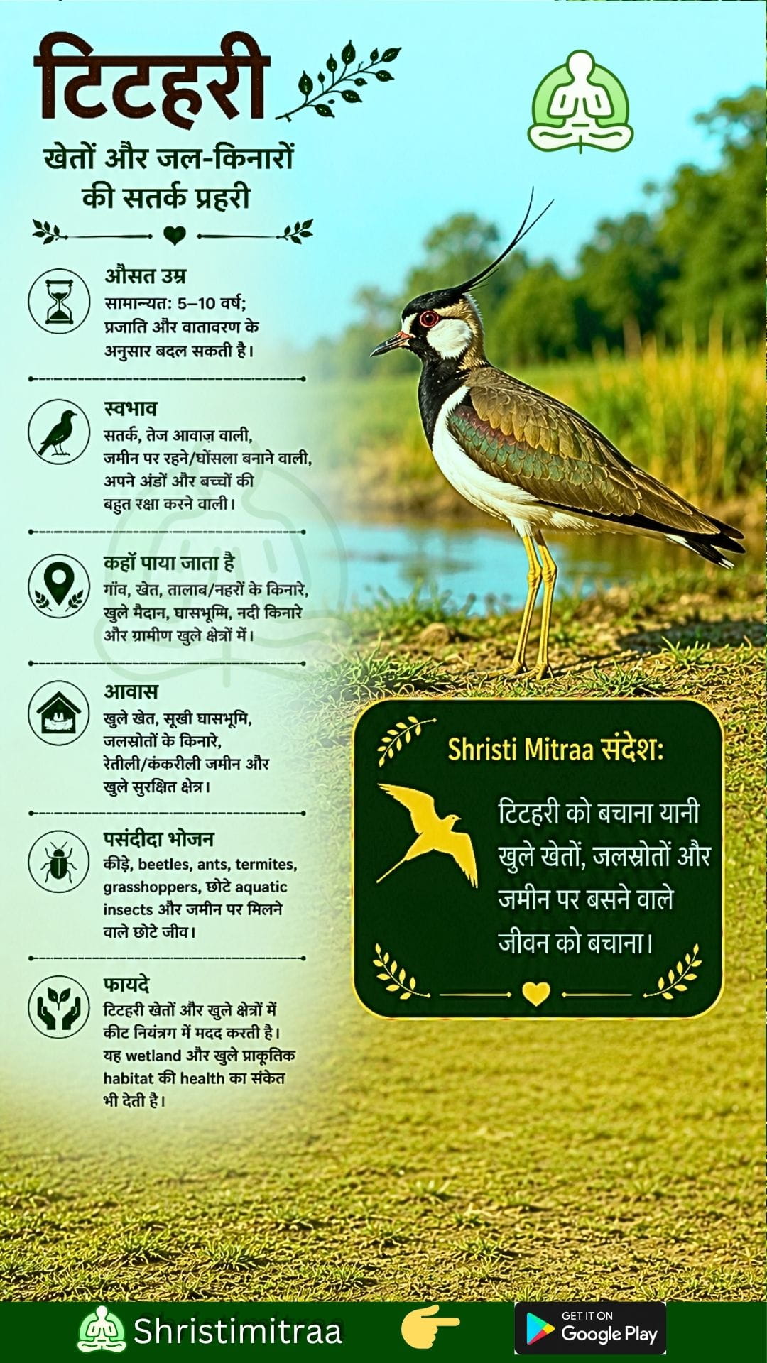 टिटहरी