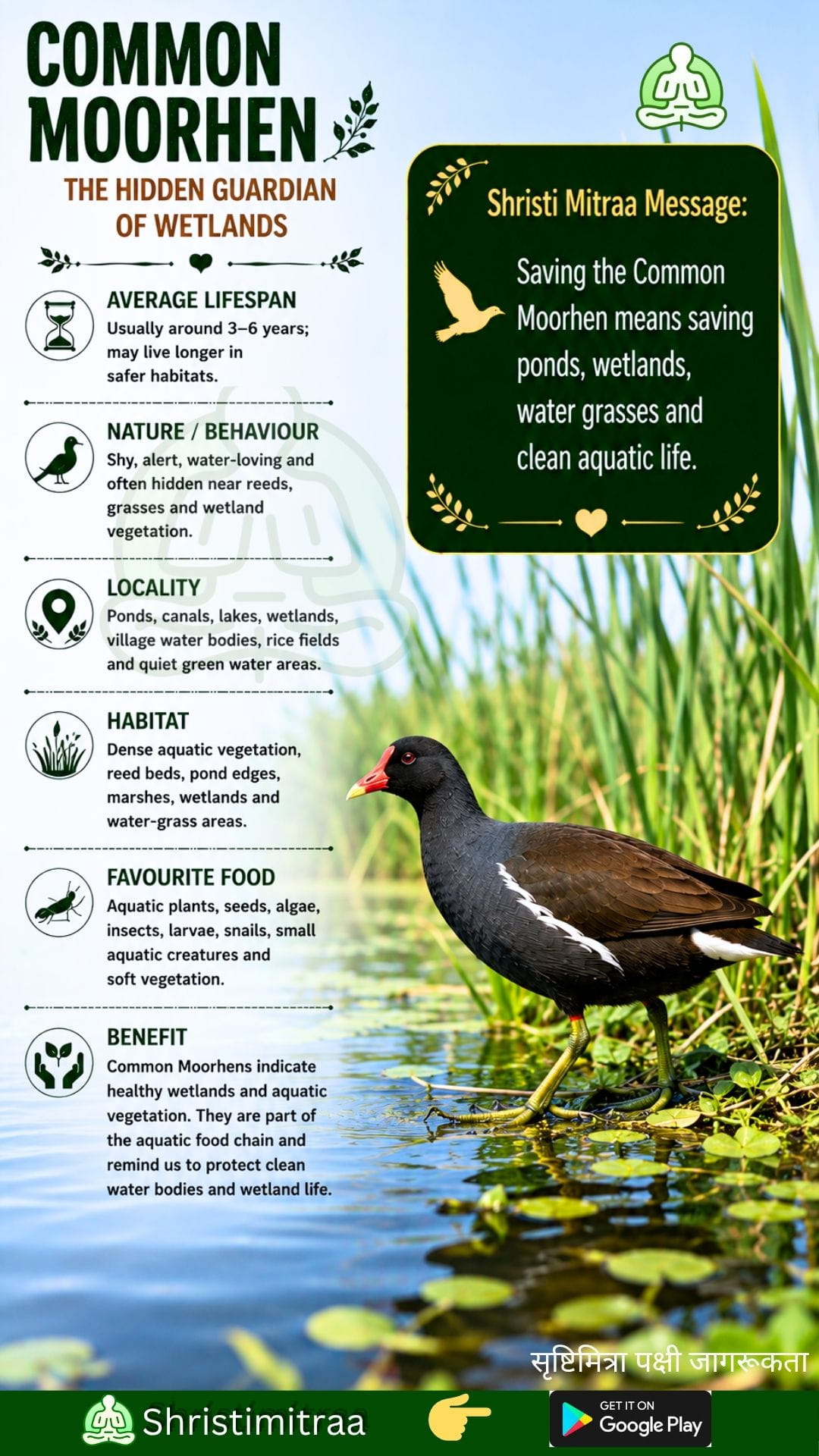 Moorhen