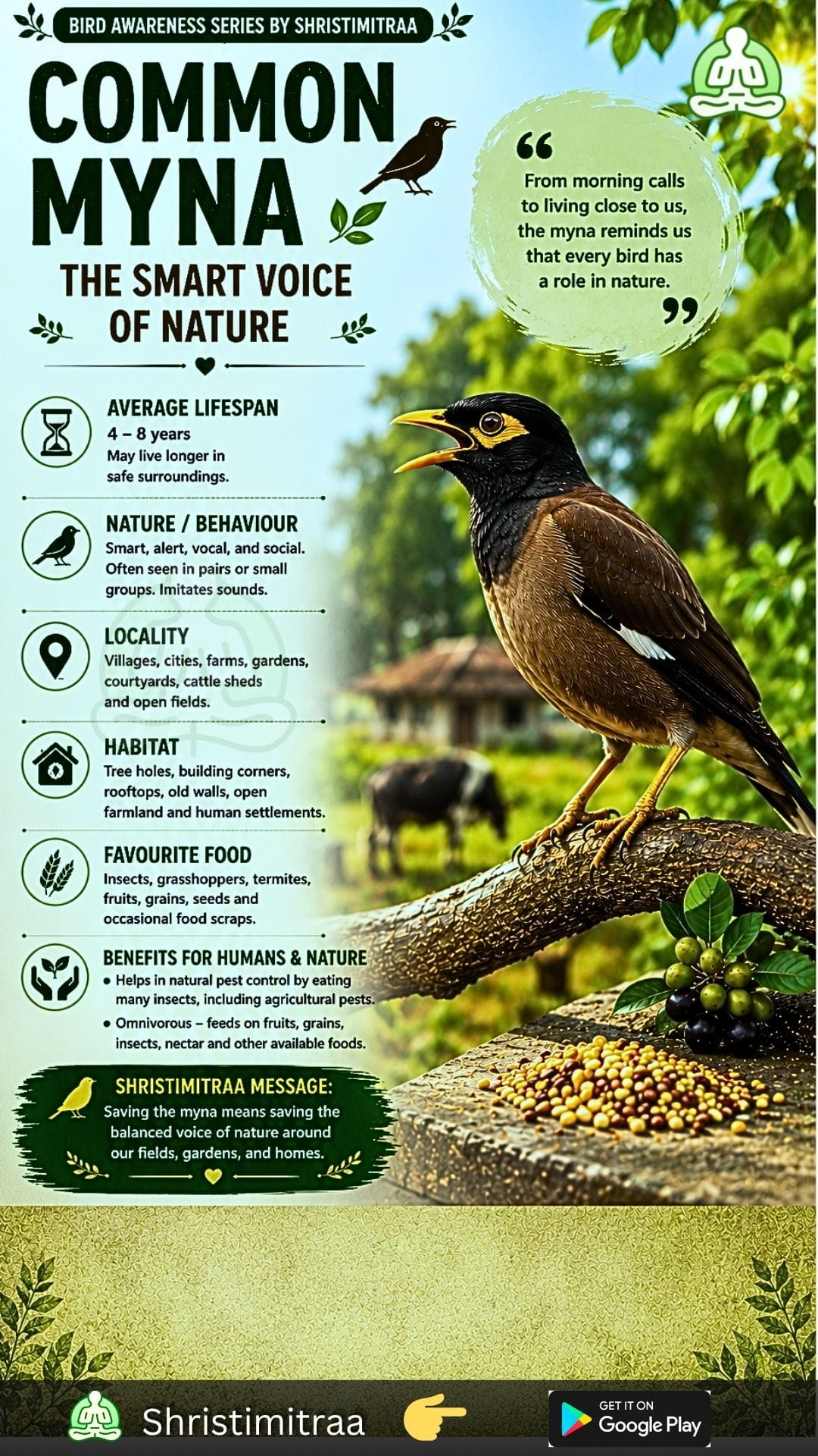 Myna