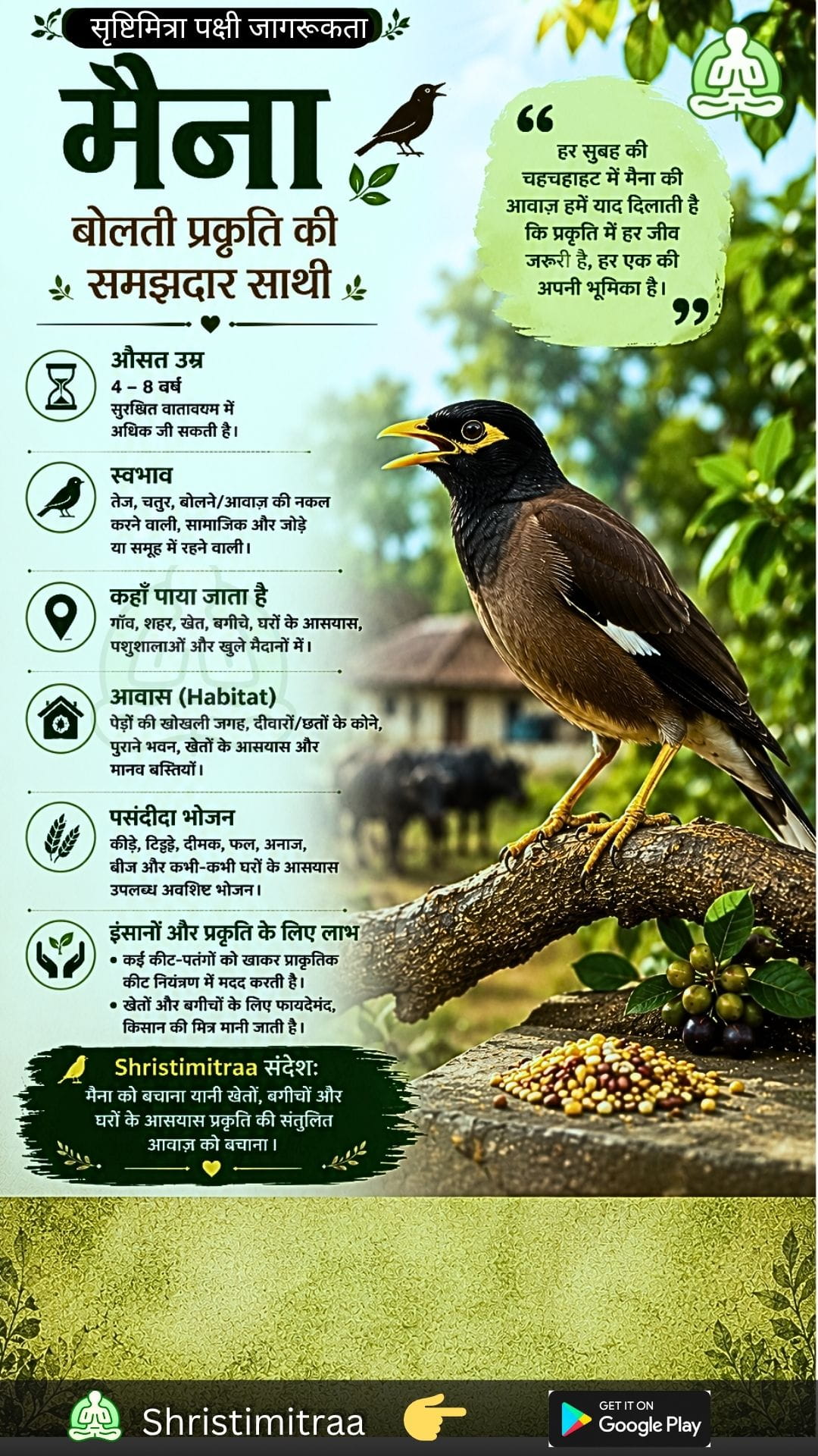 मैना