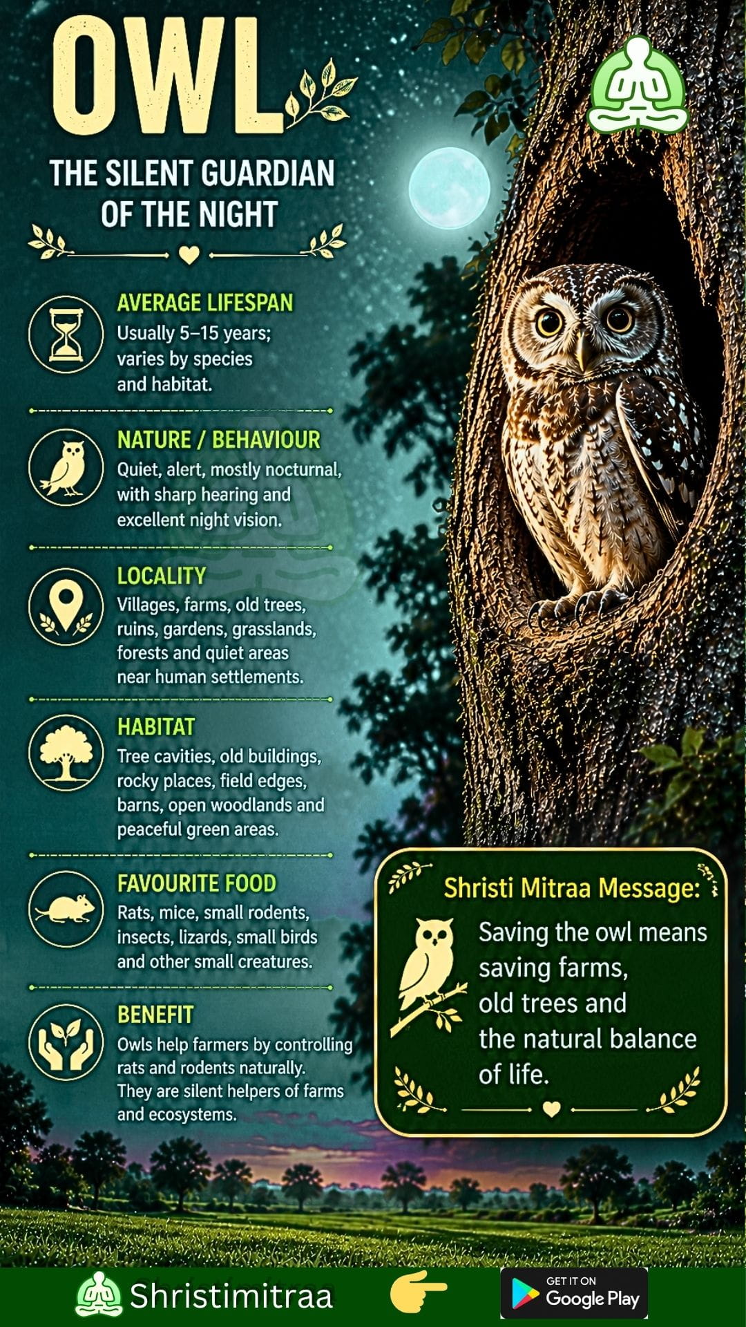 Owl