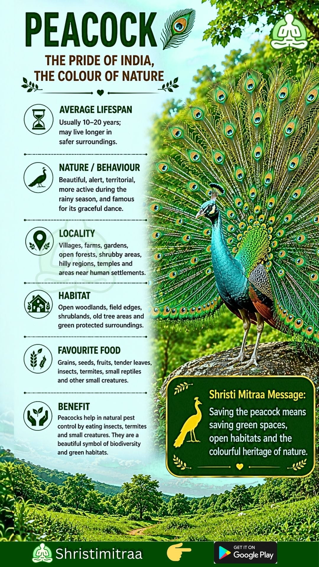Peacock