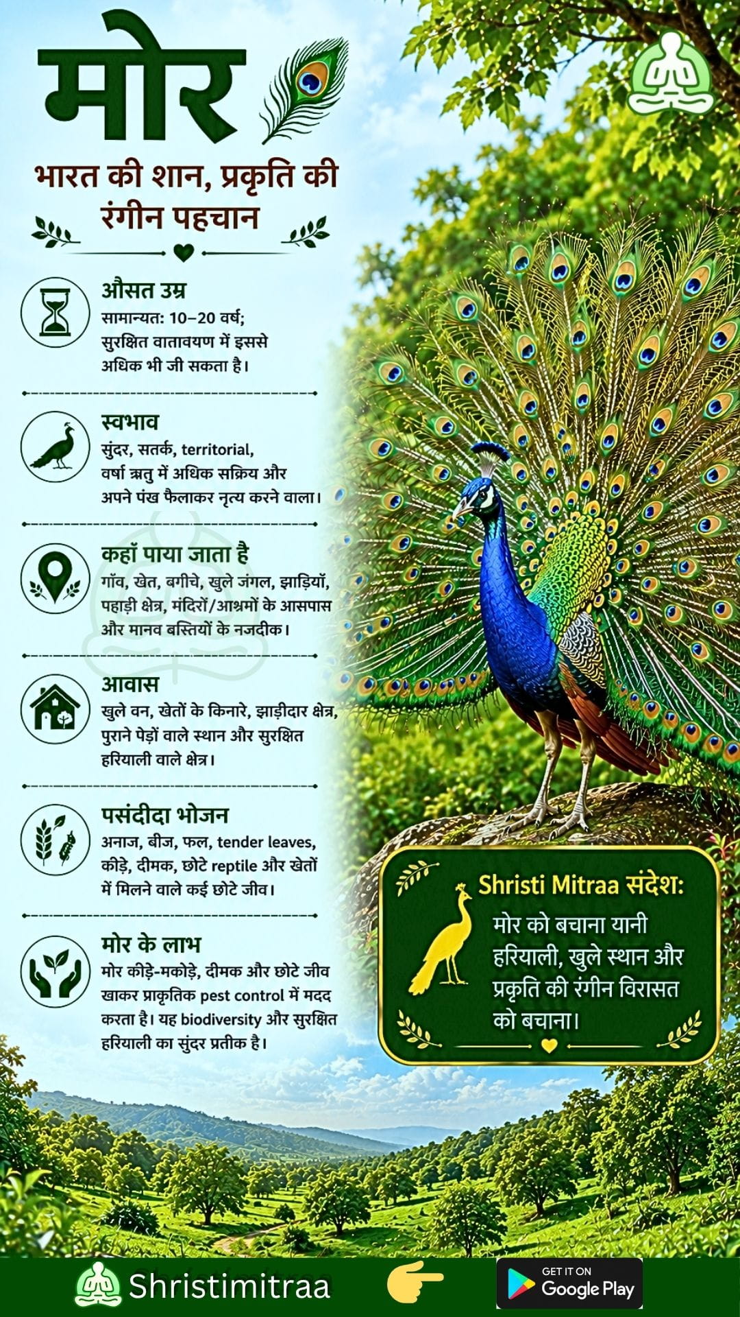 मोर