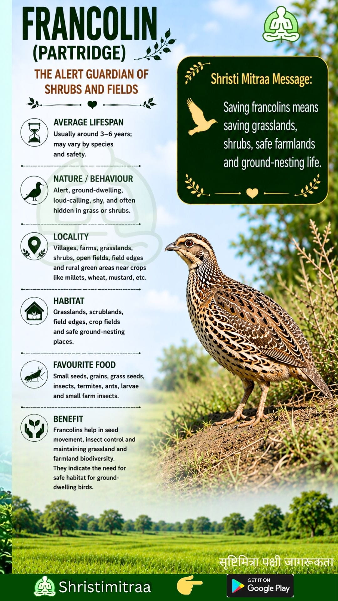 Pheasant