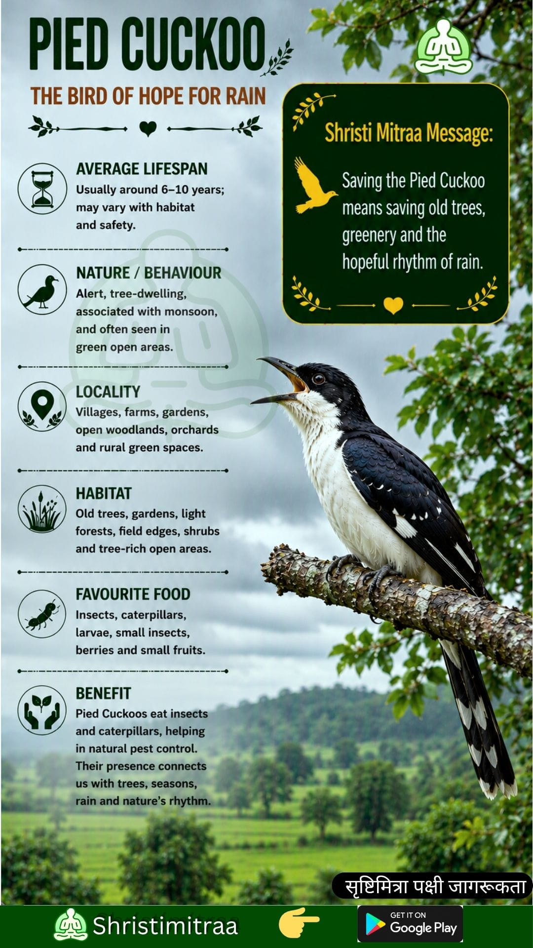 Pied Cuckoo