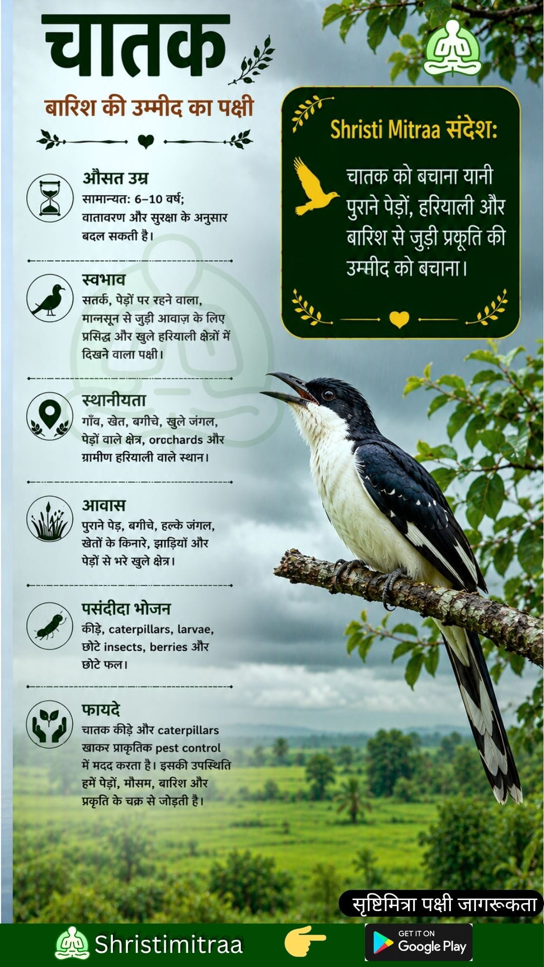 चातक