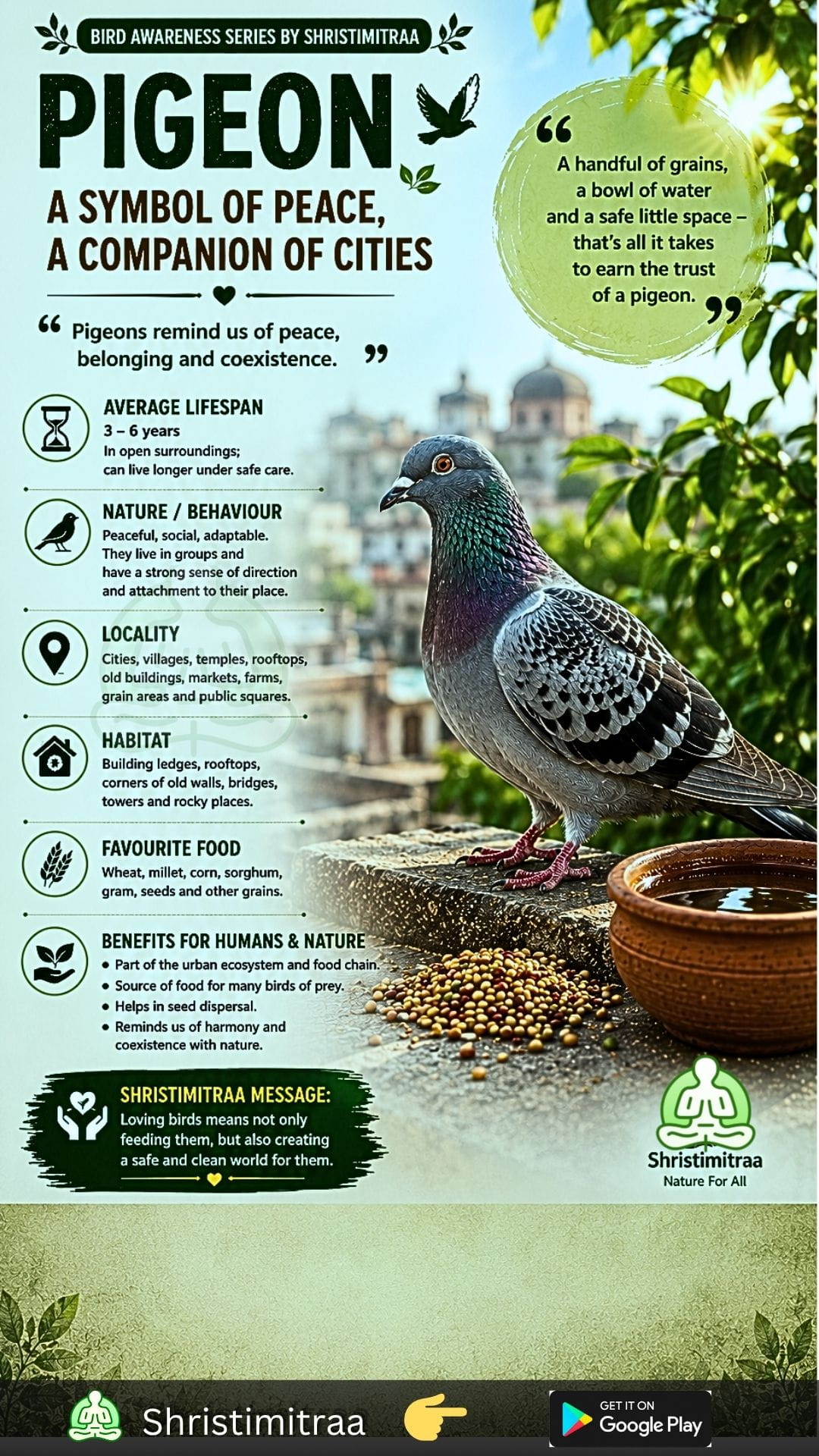 Pigeon