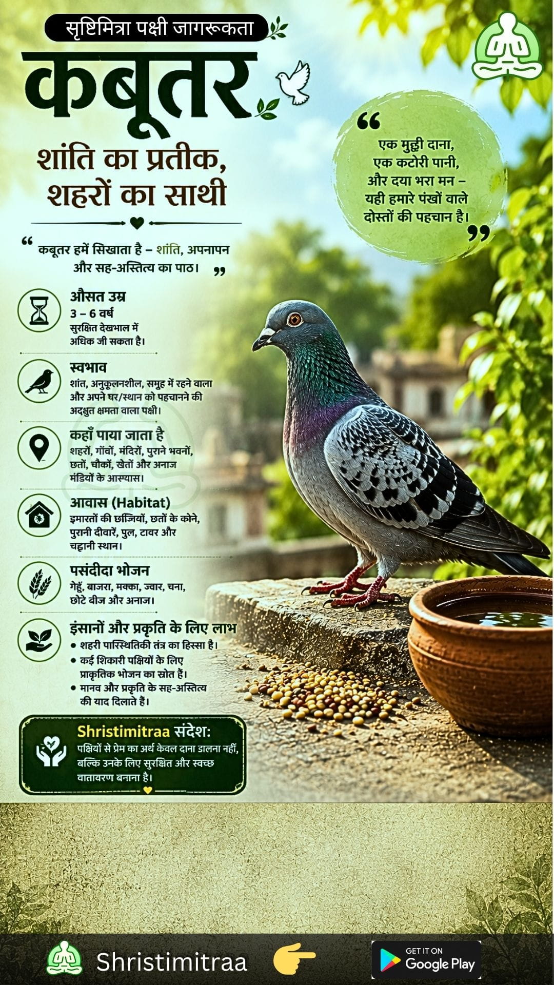 कबूतर