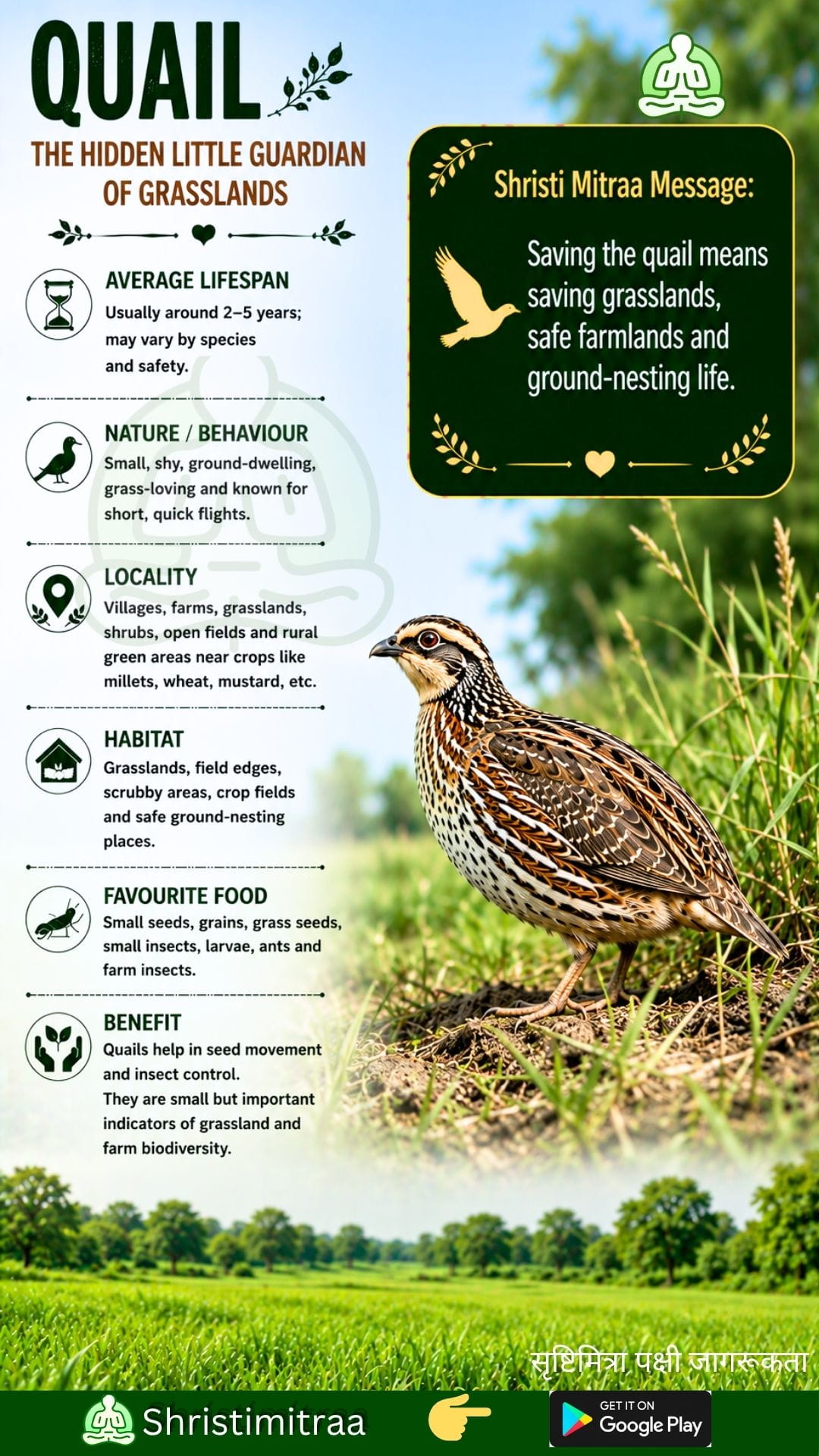 Quail