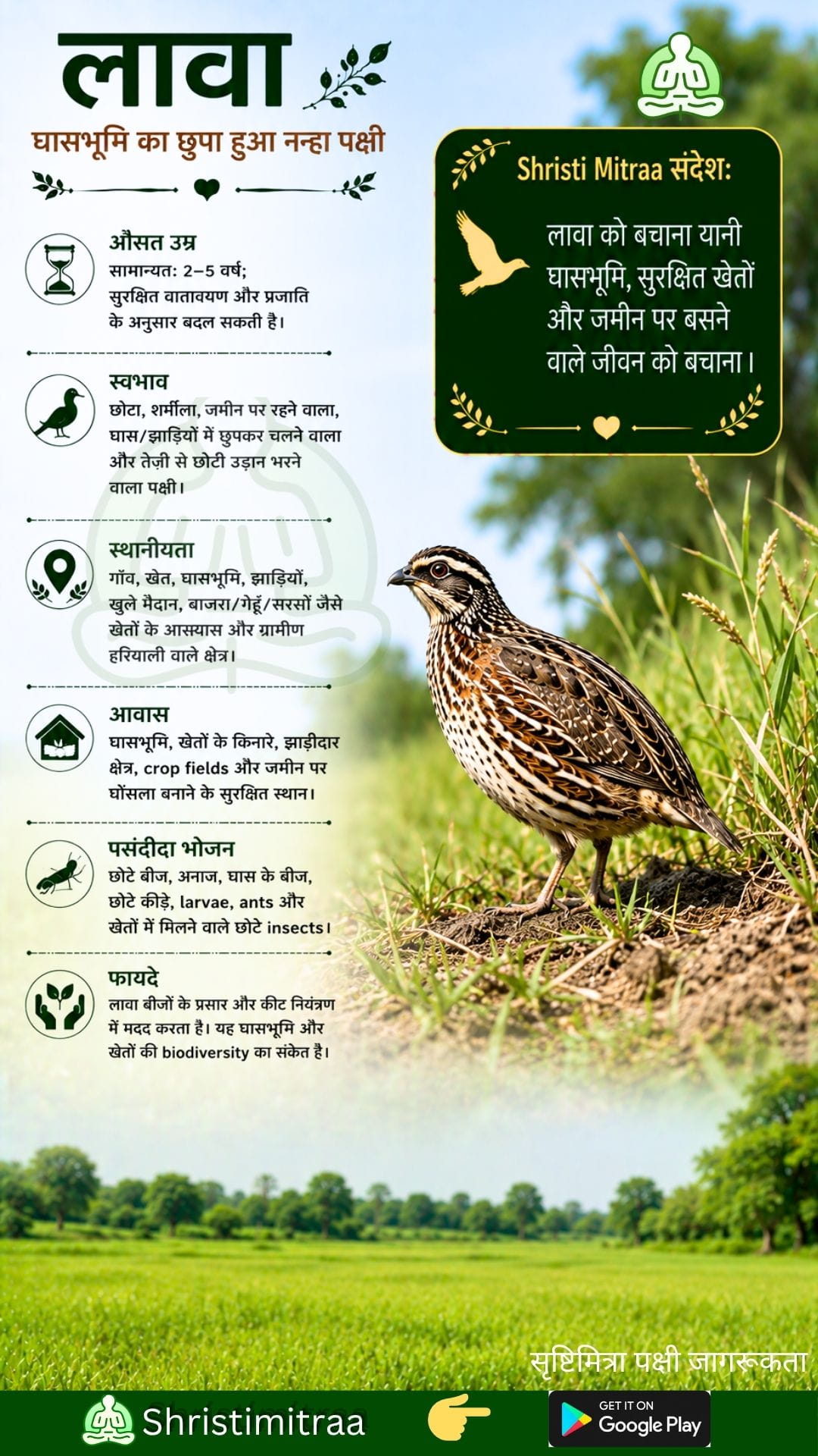 बटेर