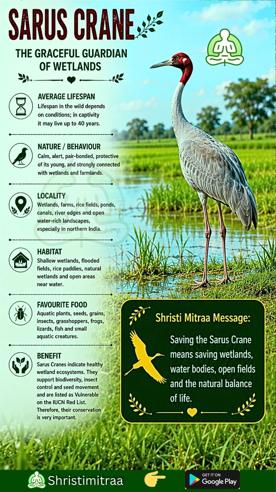 Sarus Crane