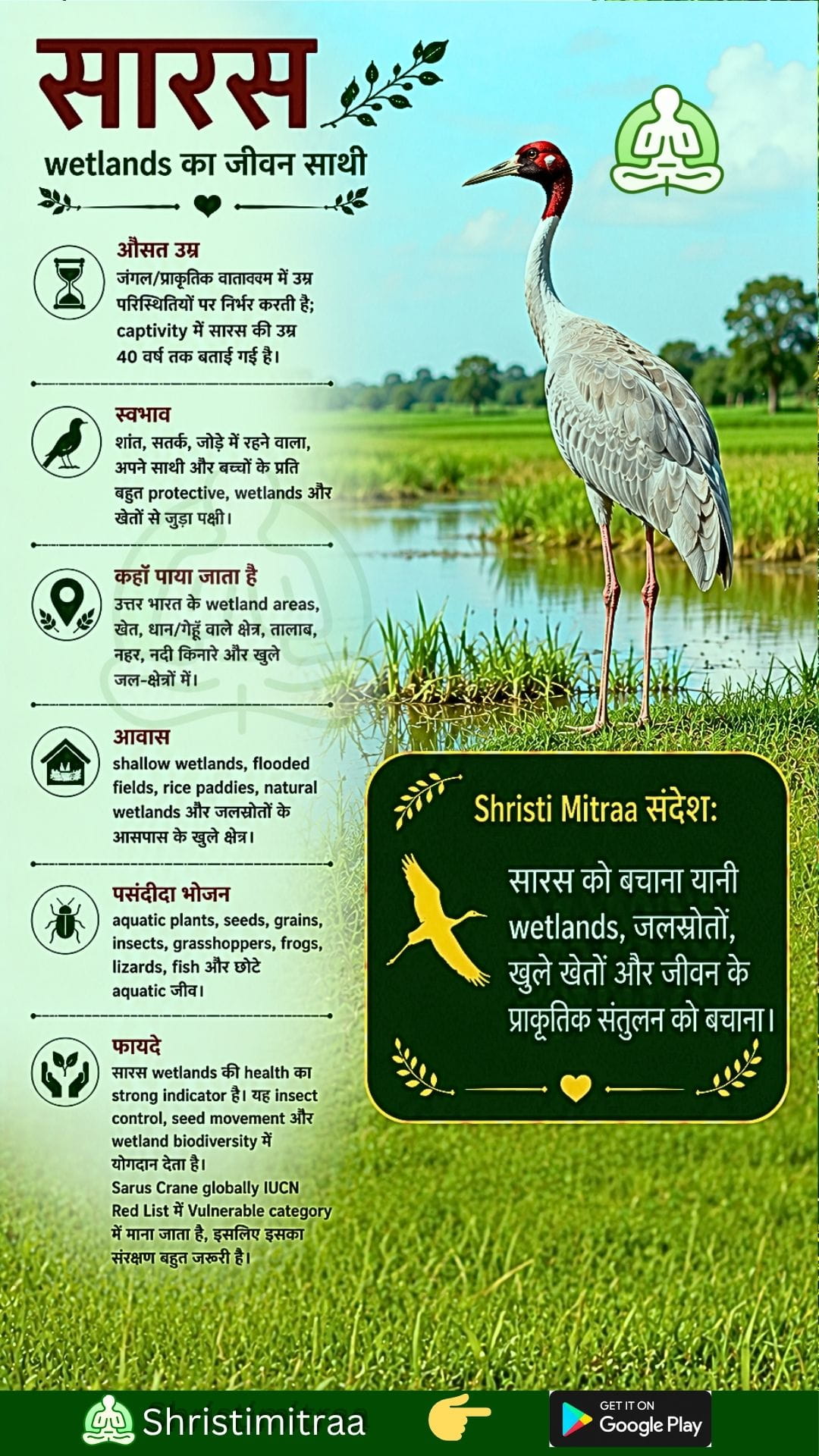 सारस