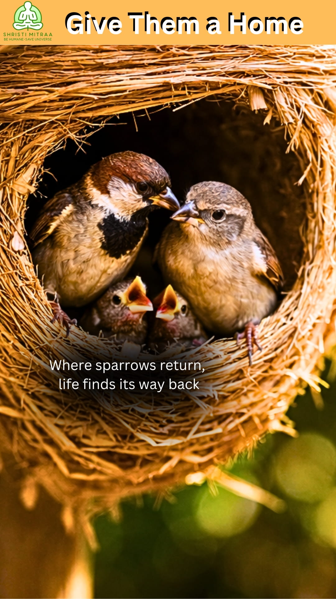 Save Sparrow