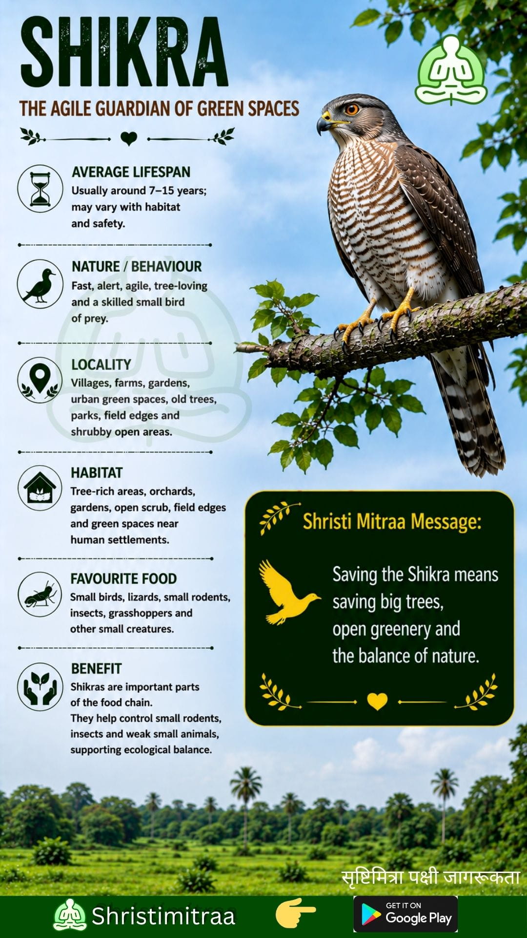 Shikra
