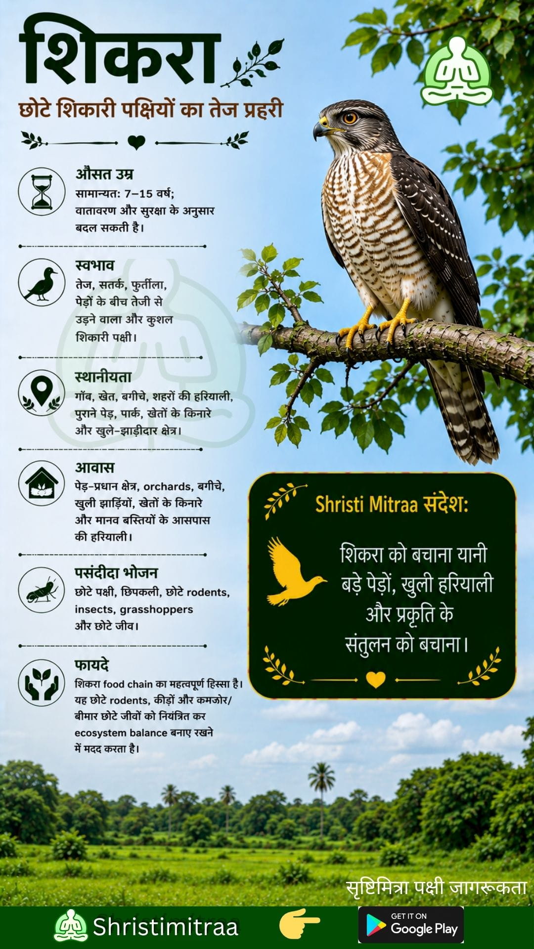 शिकरा