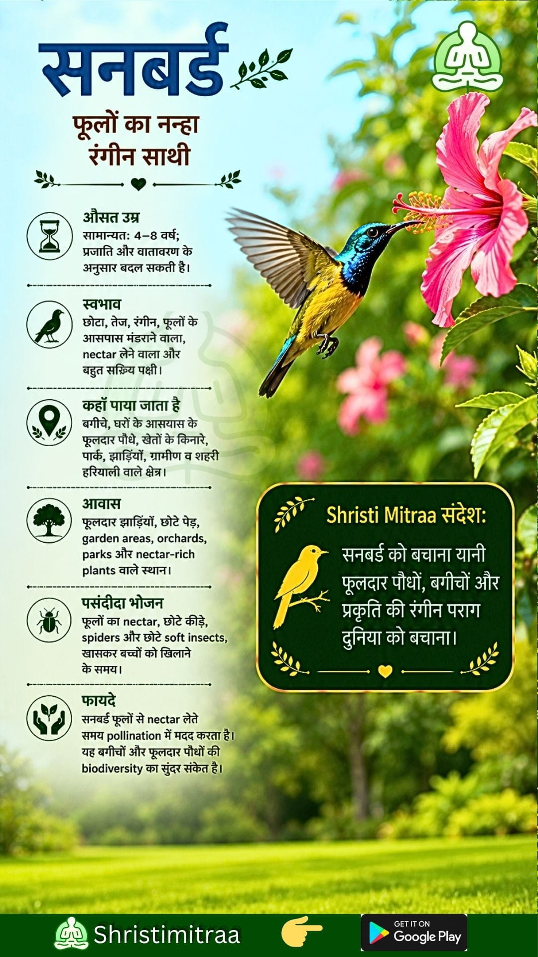 सनबर्ड