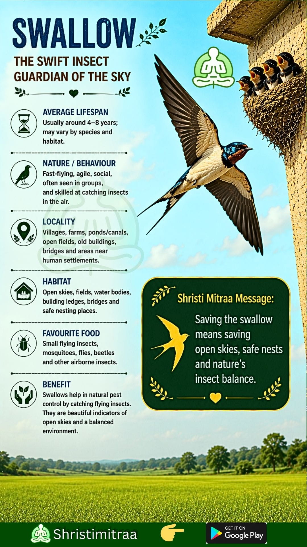 Swallow