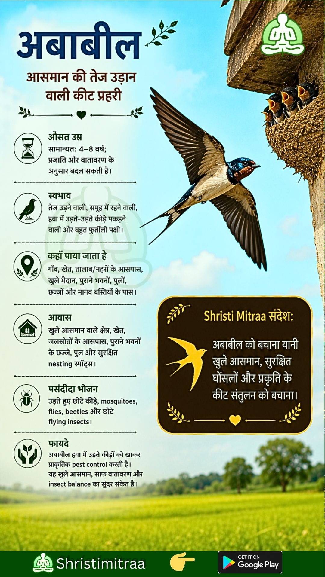 अबाबील
