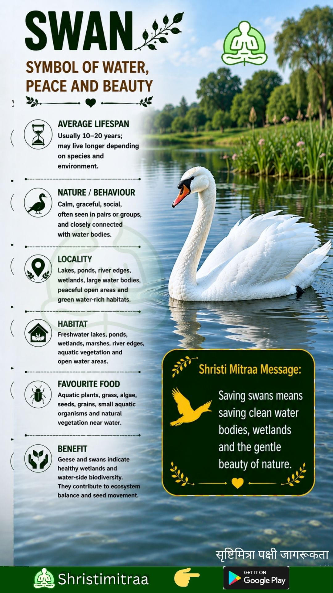 Swan