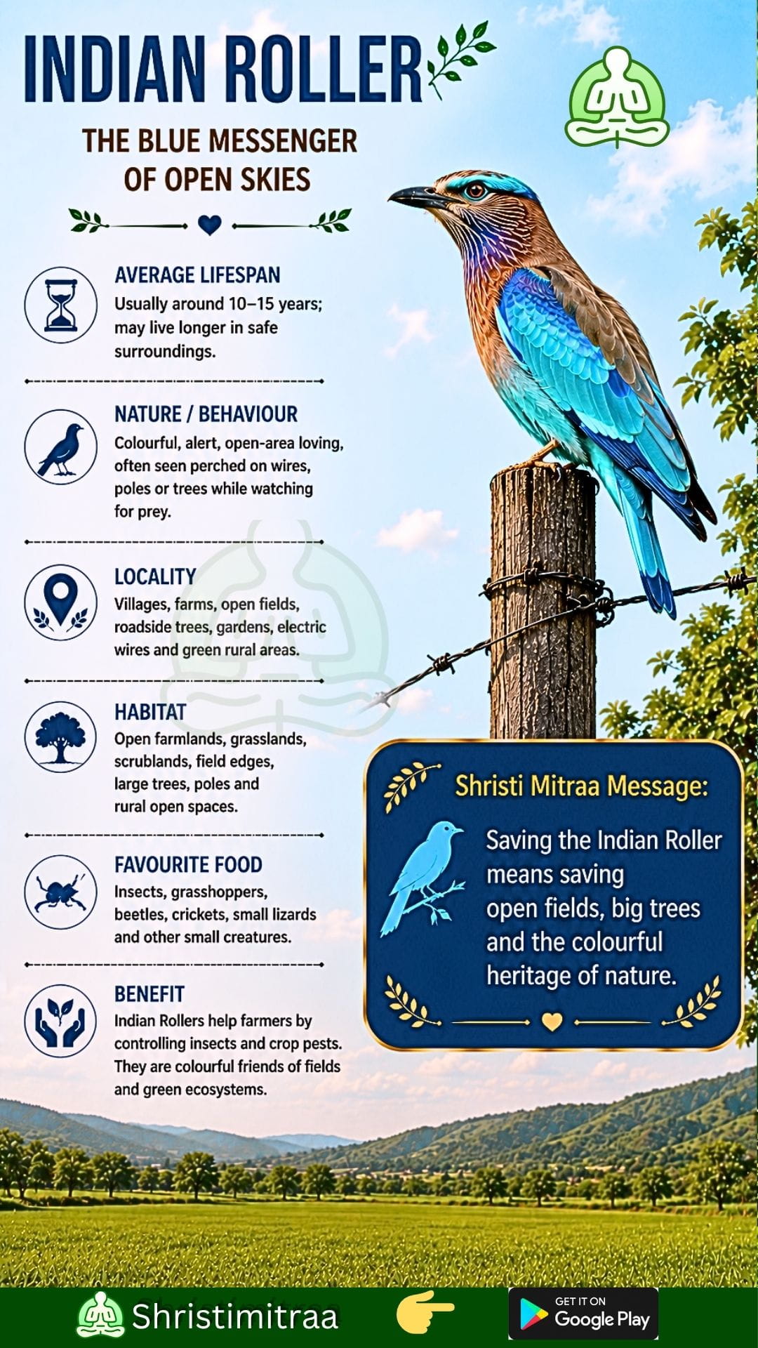 The Indian Roller