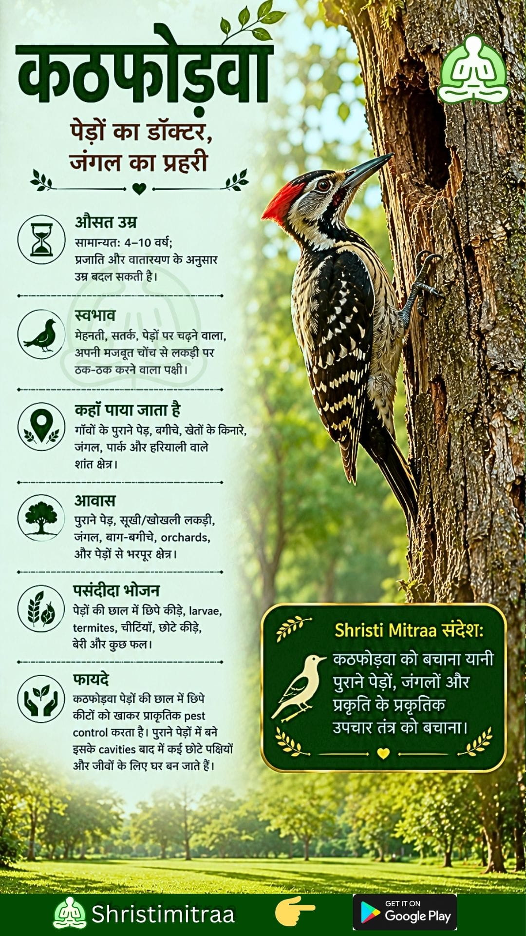 कठफोड़वा