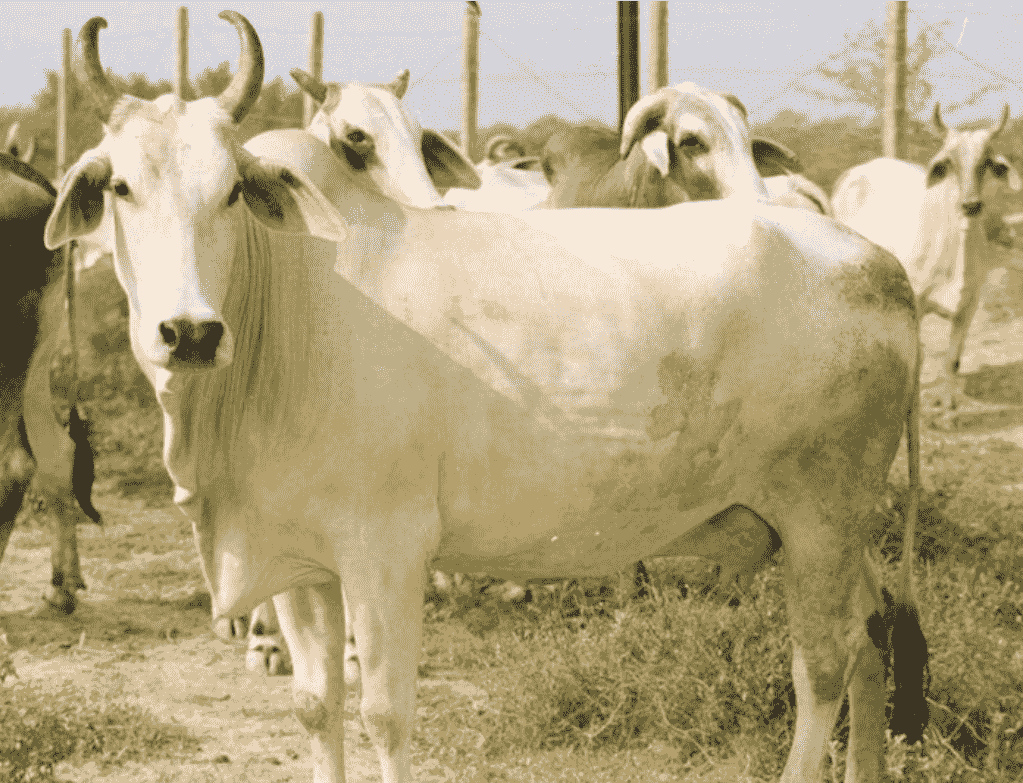 देसी गाय क्यों — और HF क्यों नहीं?