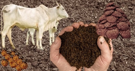 गोबर से सोना — जैव खाद उत्पादन